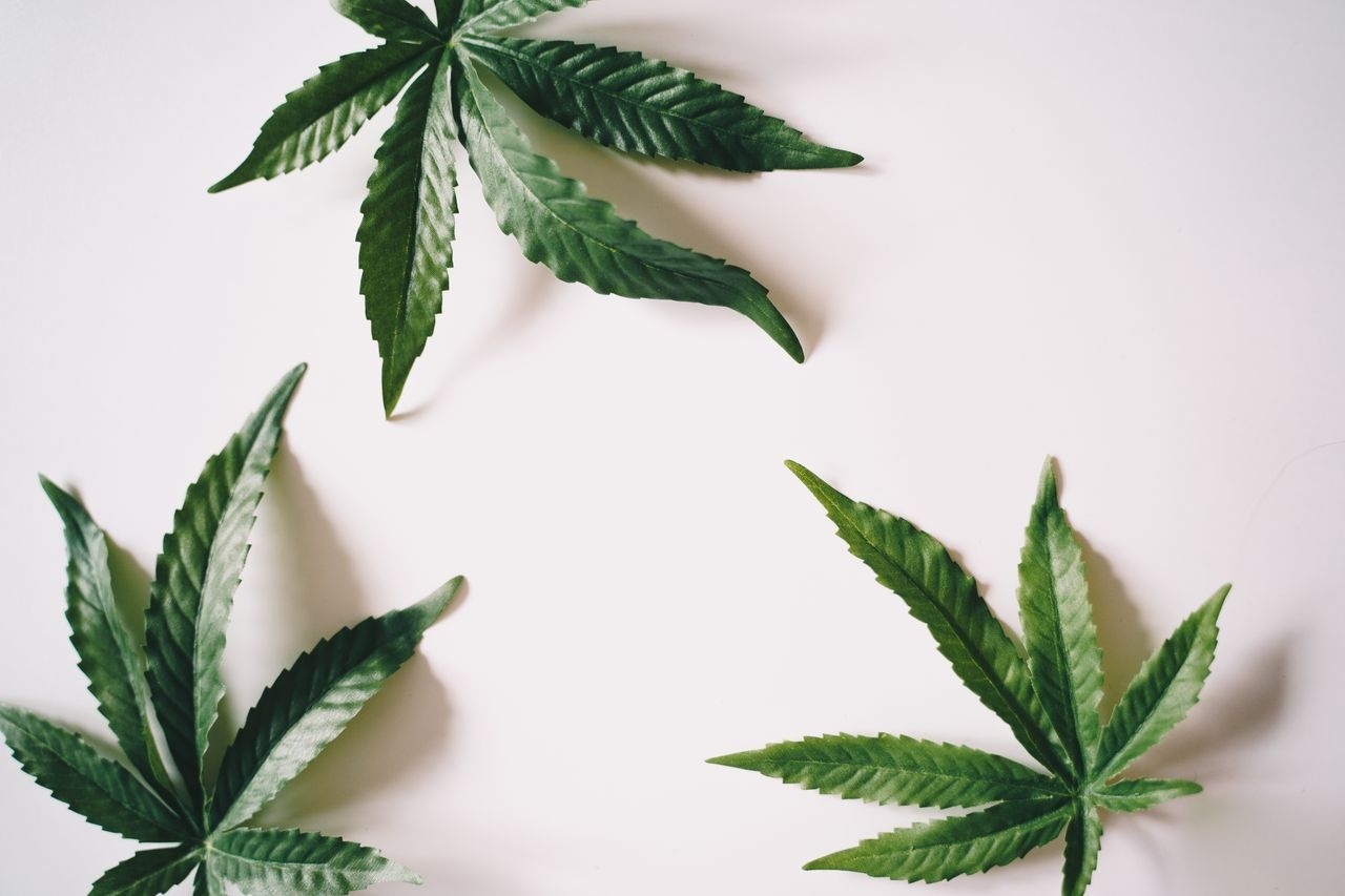 Medyczna marihuana, POZ i teleporada. Jak wyglądają aktualne przepisy? Medyczna marihuana, POZ i teleporada. Jak wyglądają aktualne przepisy?