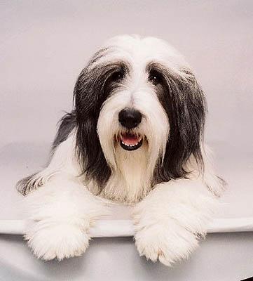 Elbląg, Na psa urok