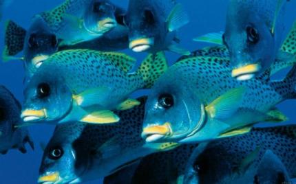 Elbląg, Tajemnice oceanu