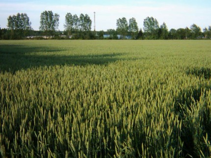 Elbląg, Wiosną plony zapowiadały się nieźle