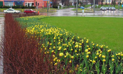 Elbląg, Wiosną z cebulek wyrosną żonkile