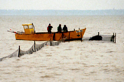 Elbląg, Utworzenie strefy ochronnej na zalewie będzie ciosem w plecy dla lokalnej gospodarki
