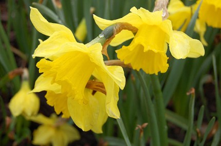 Elbląg, Zasadzą żonkile - symbol cierpiącego człowieka Elbląg, Zasadzą żonkile - symbol cierpiącego człowieka