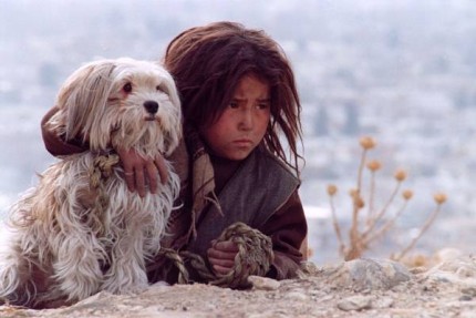 Elbląg, DKF: Bezpańskie psy