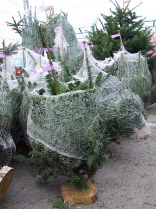 Elbląg, Świerk czy jodła, cięty czy w doniczce?