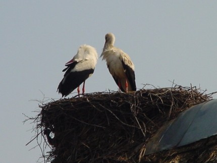 Elbląg, w tym roku bociany przylecą dużo szybciej... Elbląg, w tym roku bociany przylecą dużo szybciej...