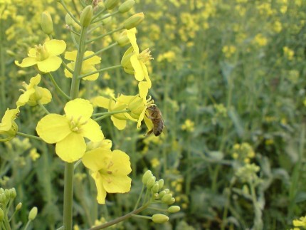 Elbląg, Pszczele pastwisko