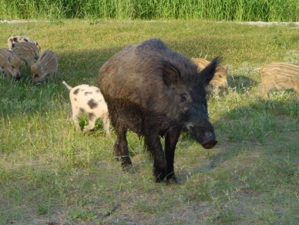 Elbląg, kto zobaczy na drodze dzika....