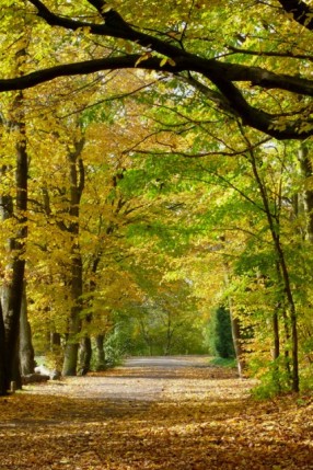 Elbląg, Posprzątajmy polskie lasy! Elbląg, Posprzątajmy polskie lasy!