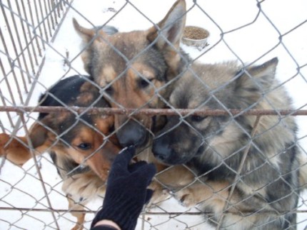 Elbląg, Animals w schronisku Elbląg, Animals w schronisku