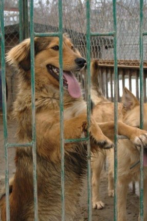 Elbląg, Schronisko pod opieką Animals Elbląg, Schronisko pod opieką Animals