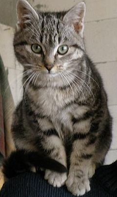 Elbląg, 17 lutego - Święto Kociarzy