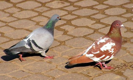 Elbląg, Narastający problem z ptasimi odchodami Elbląg, Narastający problem z ptasimi odchodami