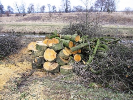 Elbląg, Drwal - samozwaniec