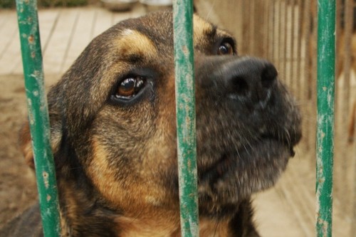 Elbląg, Pamiętajcie o nich po tej burzy... Elbląg, Pamiętajcie o nich po tej burzy...