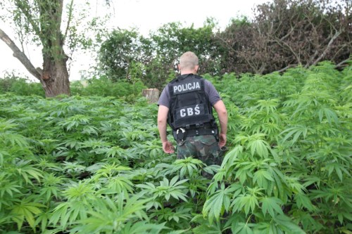 Elbląg, Potężna plantacja konopi indyjskich zlikwidowana