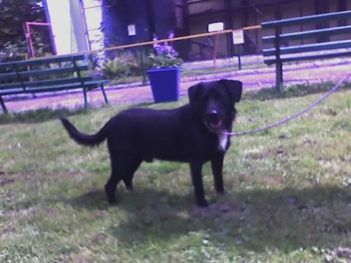 Elbląg, Najwierniejszy z wiernych