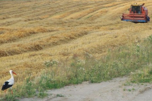 Elbląg, Po żniwach - dożynki