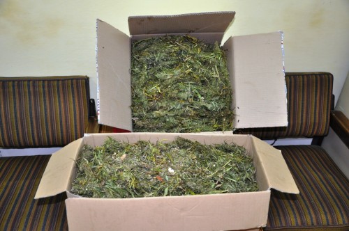 Elbląg, Na strychu domu należącego do 52-letniej kobiety policjanci kryminalni znaleźli prawie 5 kilogramów częściowo wysuszonych już konopi indyjskich