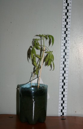 Elbląg, Właściciel rośliny, z której pozyskuje sie marihuanę tłumaczył policjantom, że uprawiał ją dla celów ozdobnych