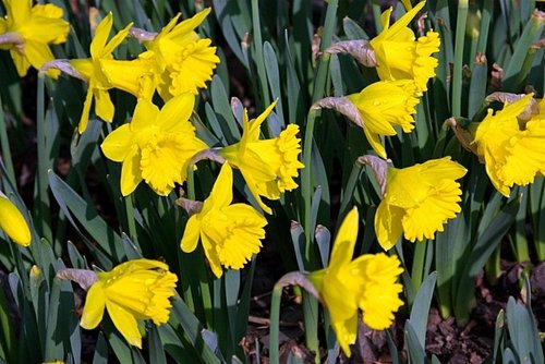 Elbląg, Pola Nadziei na Pl. Jagiellończyka
