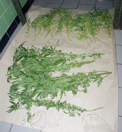 Elbląg, Rośliny zostały zabezpieczone i przewiezione do dalszych badań