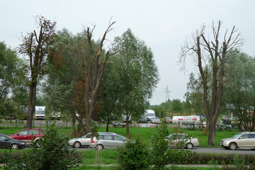 Elbląg, Kasztanowce już tylko stoją