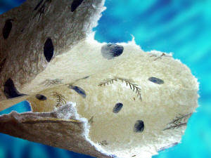 Elbląg, Fascynujący świat nauk przyrodniczych