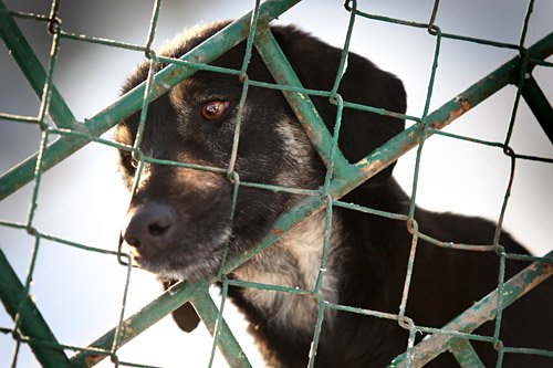 Elbląg, Kochajmy braci mniejszych!