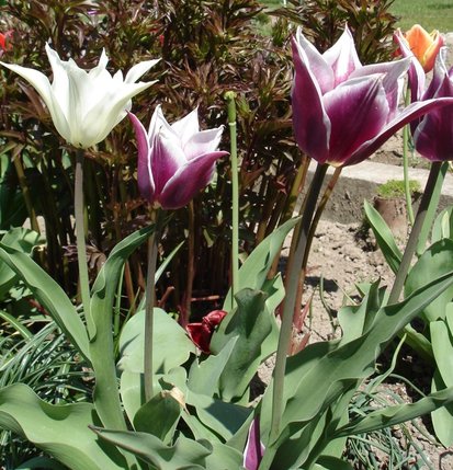 Elbląg, Kobiecy punkt widzenia - posłuchaj!