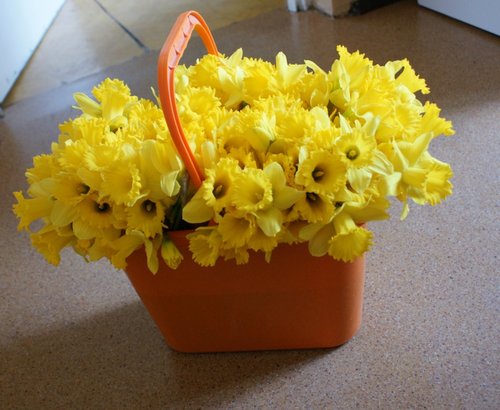 Elbląg, 40-latek ściął ponad 200 żonkili