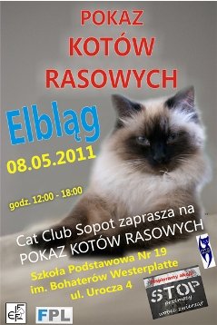 Elbląg, Pokaz kociej arystokracji