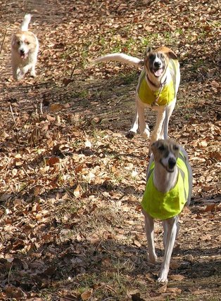 Elbląg, Pies najlepszym przyjacielem człowieka...