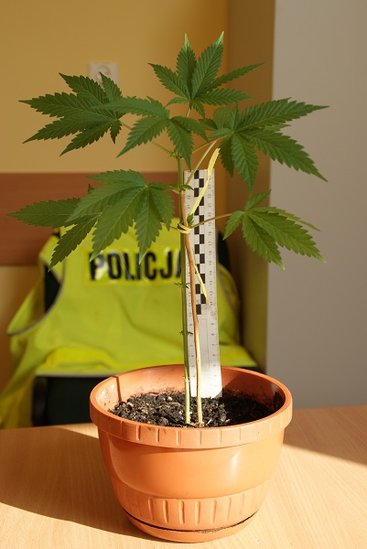 Elbląg, Domowa uprawa konopi