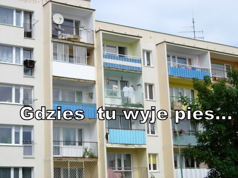 Elbląg, Gdzieś tu wyje pies...