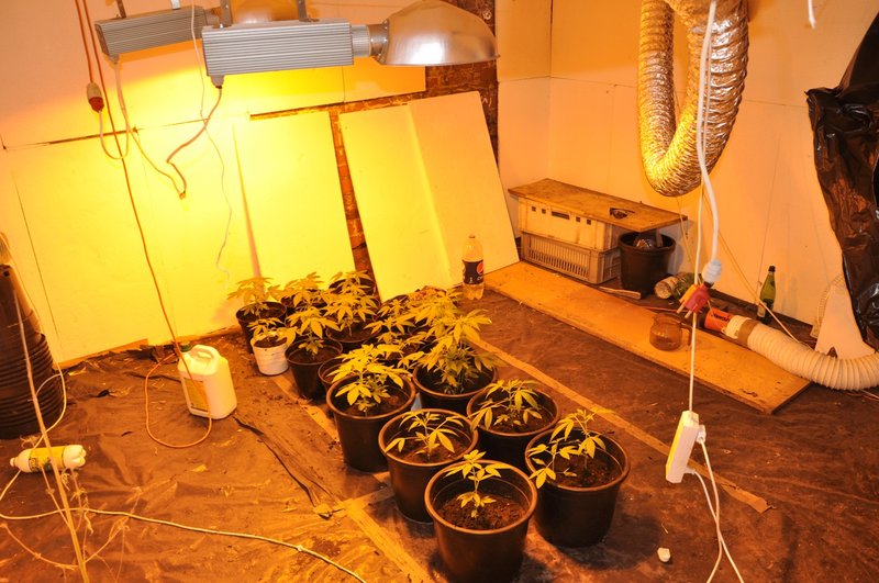 Elbląg, 29-latek uprawiał marihuanę w specjalnie do tego celu przystosowanej piwnicy Elbląg, 29-latek uprawiał marihuanę w specjalnie do tego celu przystosowanej piwnicy