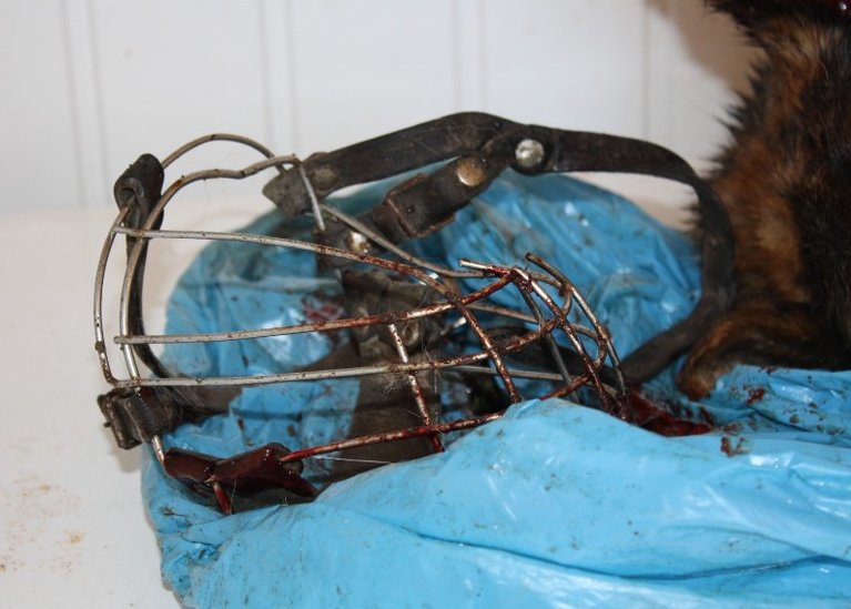 Elbląg, Zakopany owczarek miał założony metalowy kaganiec i związane sznurem łapy Elbląg, Zakopany owczarek miał założony metalowy kaganiec i związane sznurem łapy