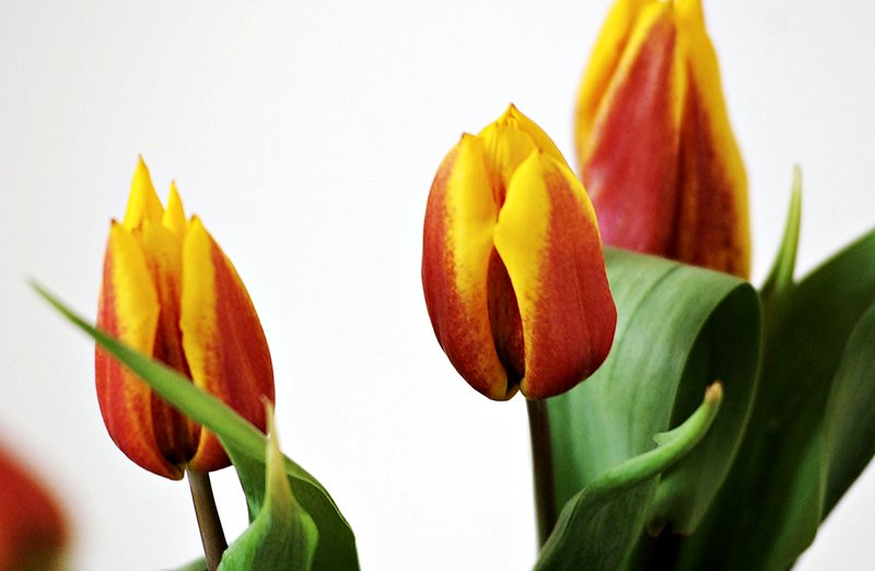 Elbląg, SLD życzy Paniom…