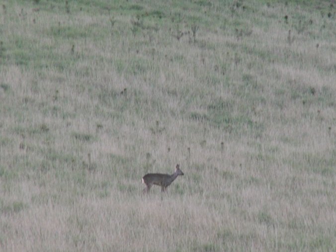 Elbląg, Myśliwi w lasach, na polach i... w szkołach - posłuchaj