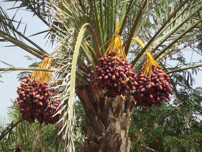 Elbląg, Jednym z produktów eksportowych Omanu są daktyle....