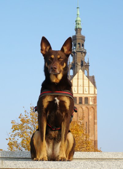 Elbląg, Psi park w Elblągu?
