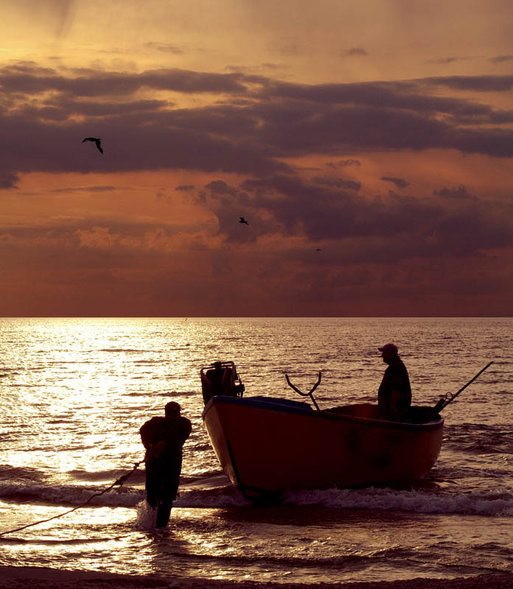 To są ryby prosto z kutra.... To są ryby prosto z kutra....