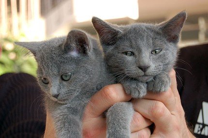 Elbląg, 17 lutego - Światowy Dzień Kota Elbląg, 17 lutego - Światowy Dzień Kota