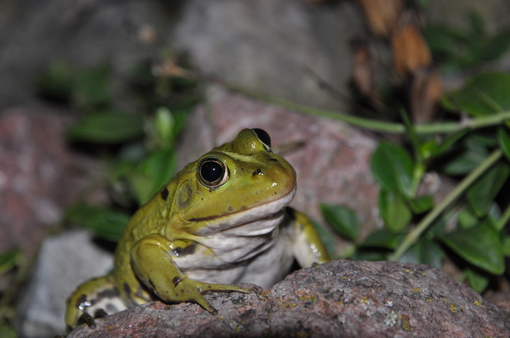 Elbląg, Na pięćset trójce nie zobaczymy rozjechanych żab (zdjęcie pochodzi z Fotki Miesiąca, autorem jest kamykos)