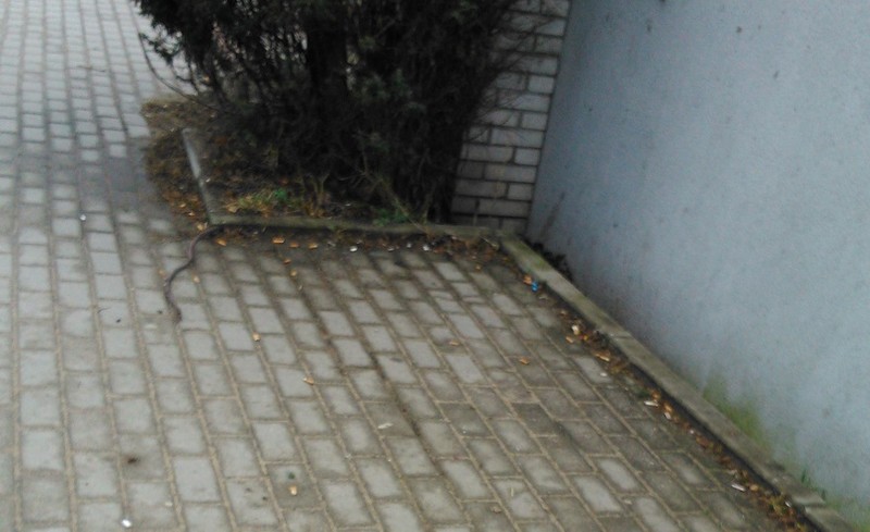 Elbląg, Na ulicy pełno niedopałków,