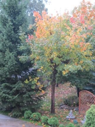 Elbląg, Zagłosuj na projekt Gimnazjum nr 6