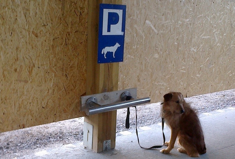 Elbląg, Parking dla psów Elbląg, Parking dla psów