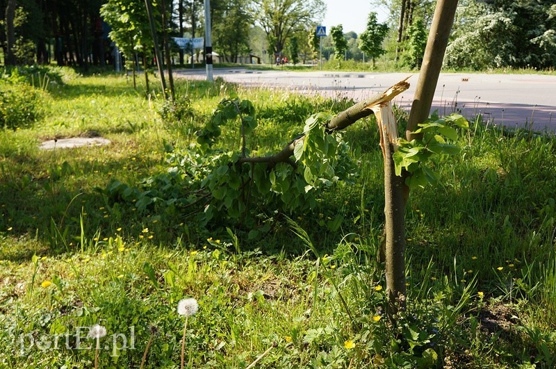 Elbląg, Komu przeszkadzały drzewka? (po sygnale czytelnika)