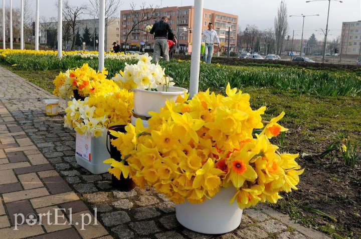 Elbląg, Żonkile - kwiaty, które niosą nadzieję Elbląg, Żonkile - kwiaty, które niosą nadzieję