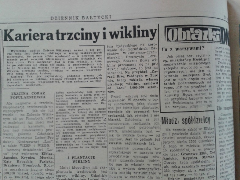 Elbląg, Kariera trzciny i wikliny Elbląg, Kariera trzciny i wikliny